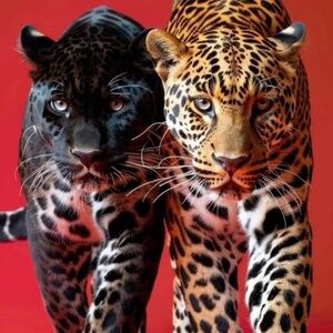 Meet your Posher, Francesca